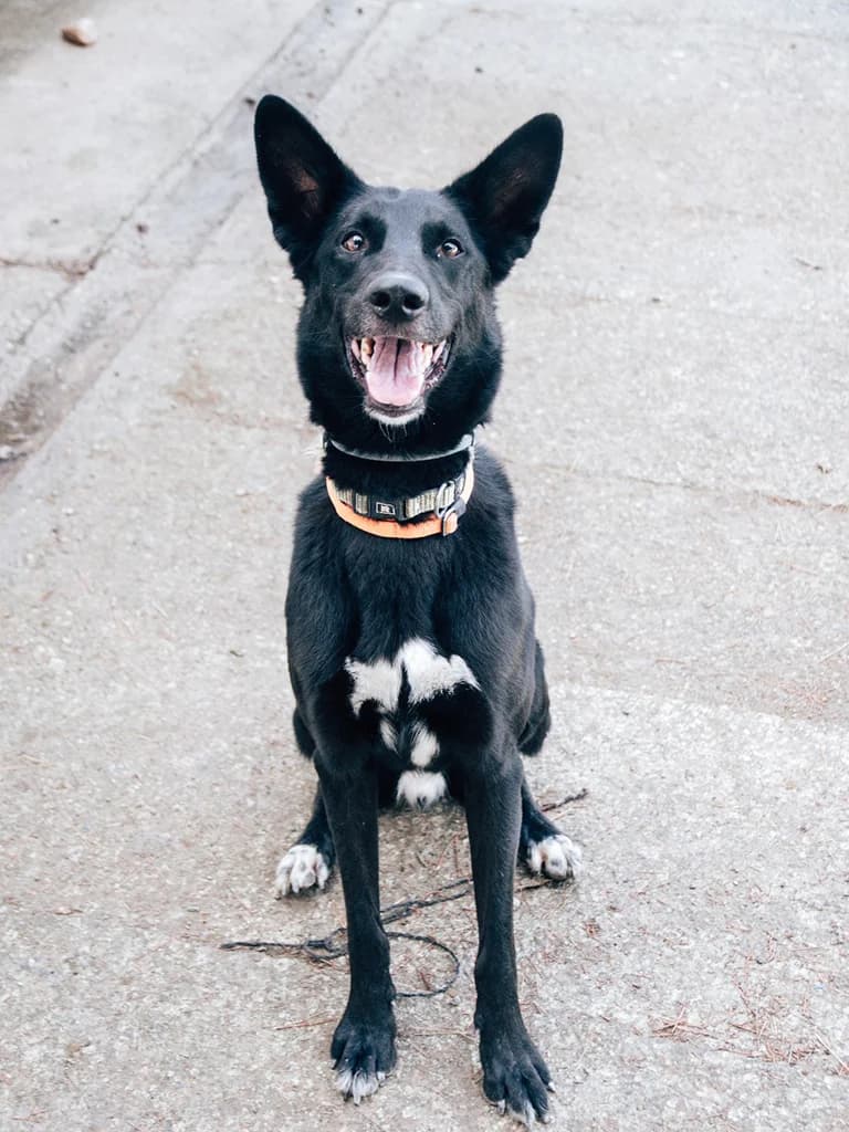 Chobo, black male Mixed Breed for adoption at ZARPA Zaragoza, Zaragoza — photo 4 of 4