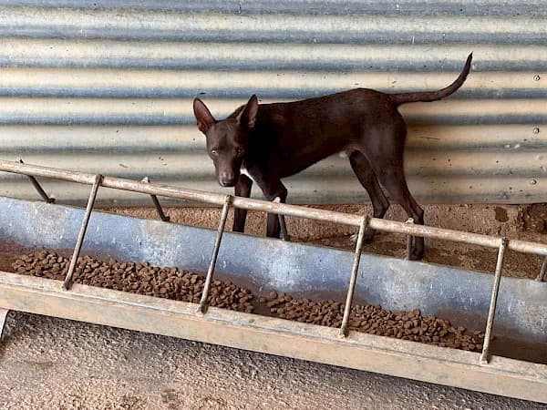 Choco, Podenco (ADANA Costa del Sol)