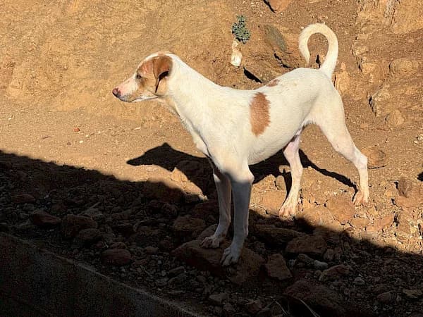 Ciceron, male 3yo Podenco for adoption at ADANA Costa del Sol, Estepona