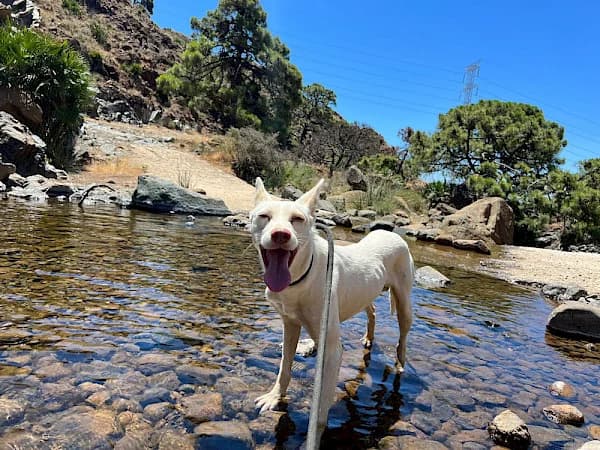 Clancy, male 5yo Podenco for adoption at ADANA Costa del Sol, Estepona