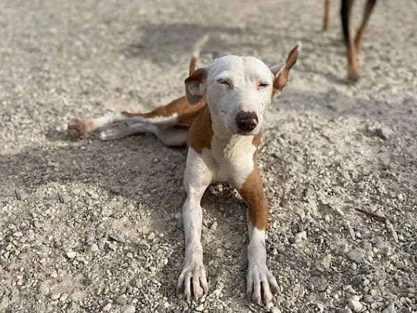 Cleo, Podenco (ADANA Costa del Sol)