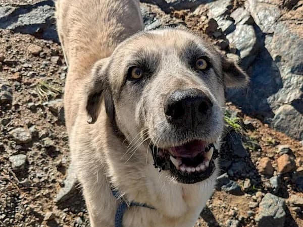 Cloud, female senior mixed breed for adoption at ADANA Costa del Sol, Estepona