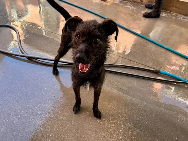 Cooper, male 4yo Mixed Breed for adoption at ADANA Costa del Sol, Estepona