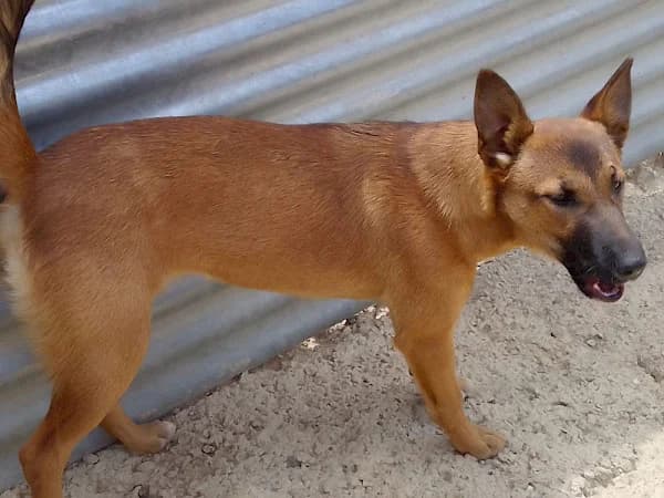 Daphne, female 3yo Podenco for adoption at ADANA Costa del Sol, Estepona