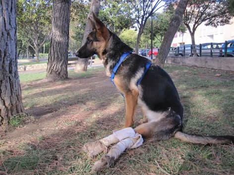 Dharma, female senior German Shepherd for adoption at ZARPA Zaragoza, Zaragoza