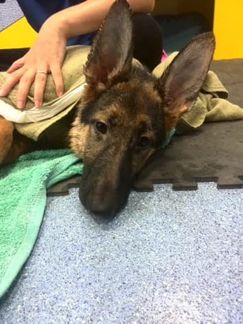 Dharma, black and tan female German Shepherd for adoption at ZARPA Zaragoza, Zaragoza — photo 2 of 9