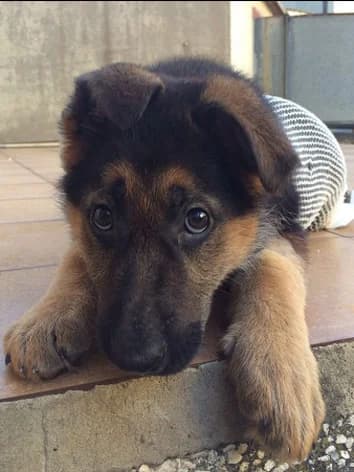 Dharma, black and tan female German Shepherd for adoption at ZARPA Zaragoza, Zaragoza — photo 3 of 9
