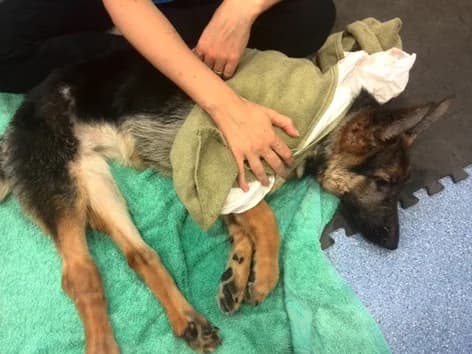 Dharma, black and tan female German Shepherd for adoption at ZARPA Zaragoza, Zaragoza — photo 4 of 9