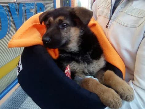 Dharma, black and tan female German Shepherd for adoption at ZARPA Zaragoza, Zaragoza — photo 5 of 9