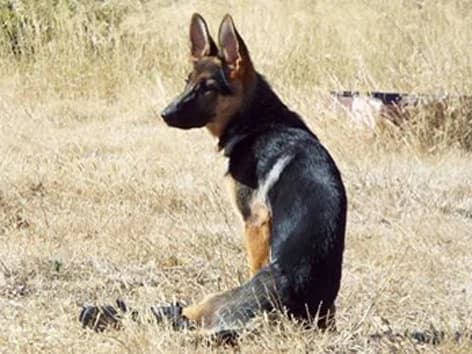 Dharma, black and tan female German Shepherd for adoption at ZARPA Zaragoza, Zaragoza — photo 6 of 9