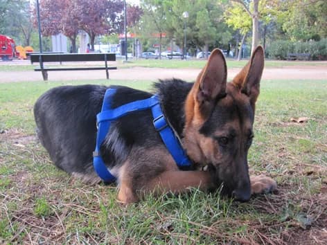 Dharma, black and tan female German Shepherd for adoption at ZARPA Zaragoza, Zaragoza — photo 7 of 9