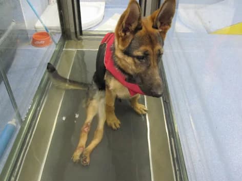 Dharma, black and tan female German Shepherd for adoption at ZARPA Zaragoza, Zaragoza — photo 8 of 9
