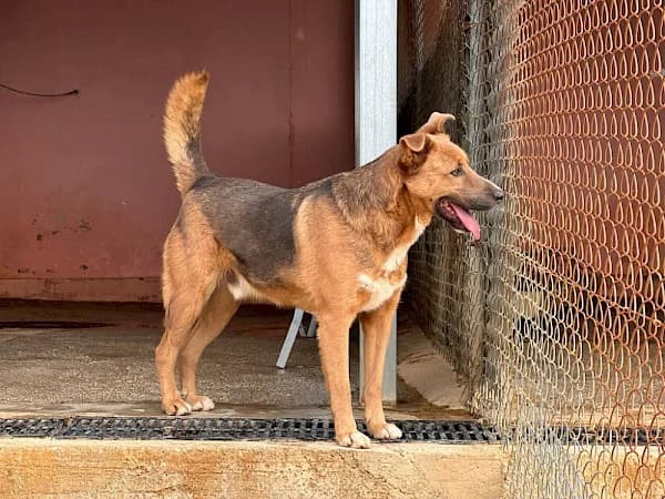 Dixon, male 7yo mixed breed for adoption at ADANA Costa del Sol, Estepona