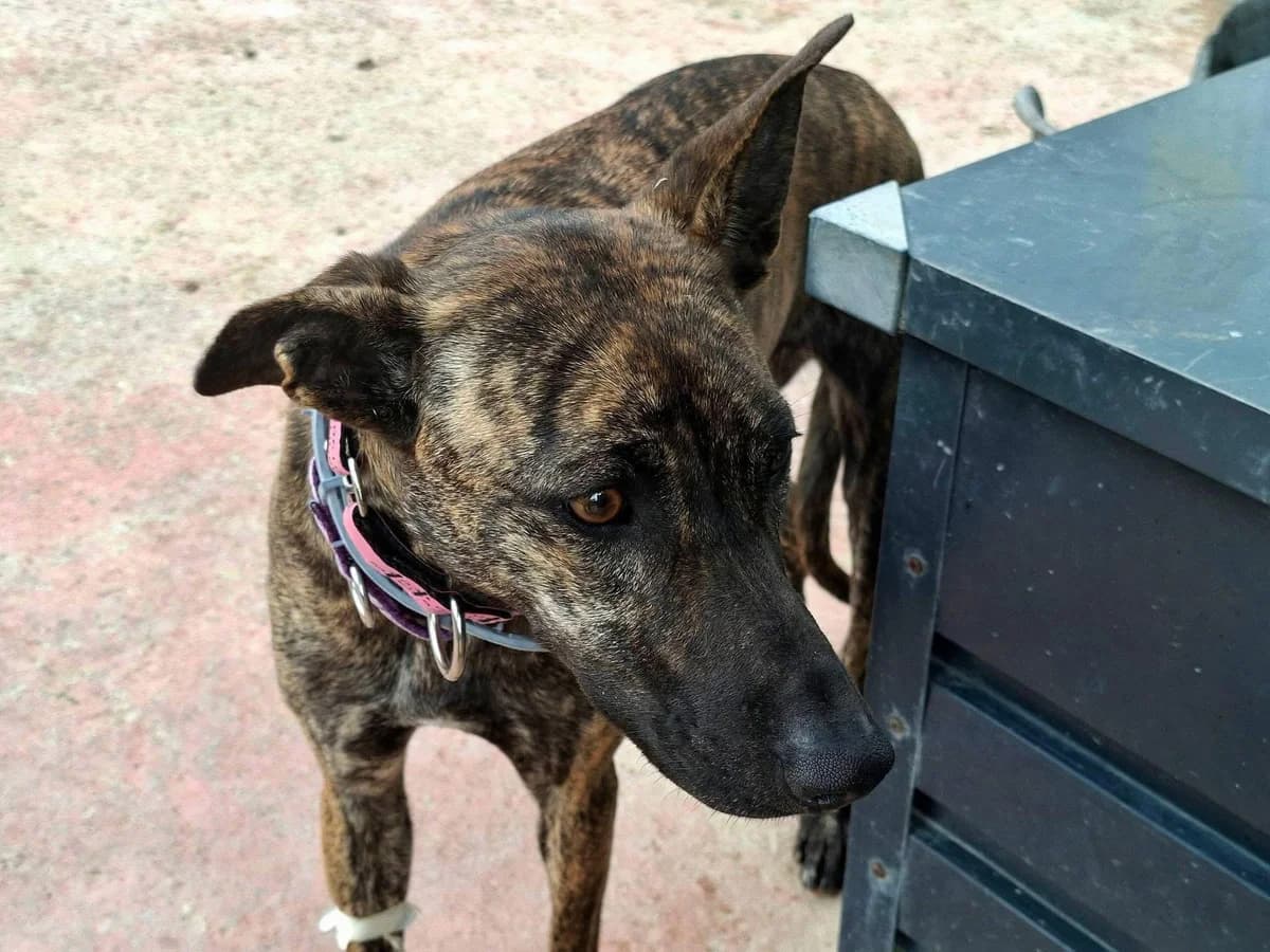 Mimosa, female Galgo Español for adoption at 112 Carlota Galgos, Carlota Galgos