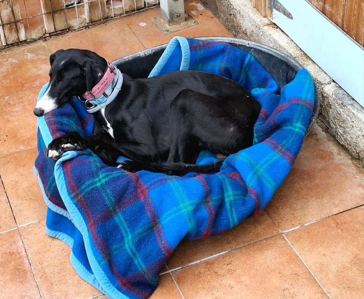 Mizuki, male Galgo Español for adoption at 112 Carlota Galgos, Carlota Galgos