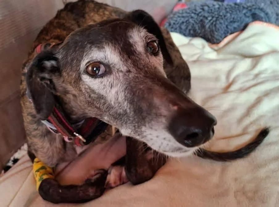 Vaiana (lifeline), female senior Galgo Español for adoption at 112 Carlota Galgos, Carlota Galgos