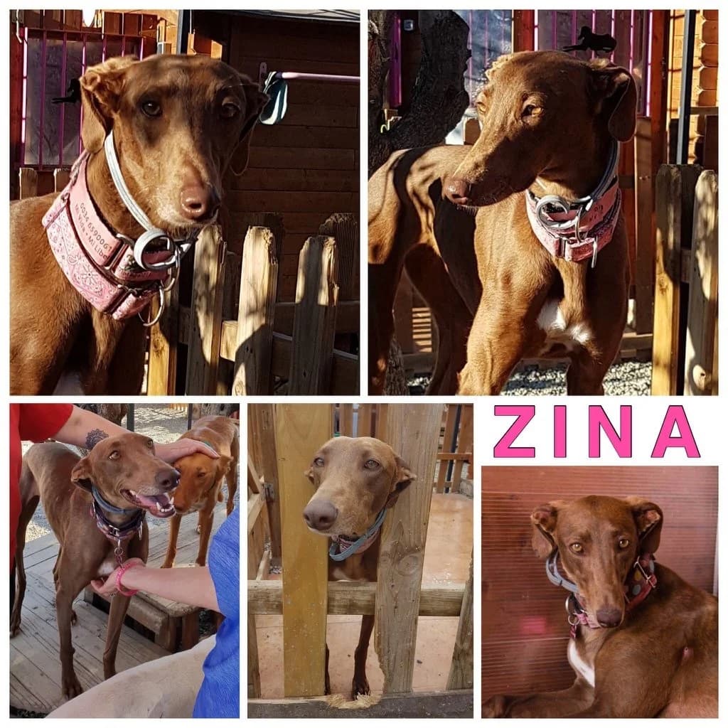 Zina (lifeline care), female Galgo Español for adoption at 112 Carlota Galgos, 112 Carlota Galgos