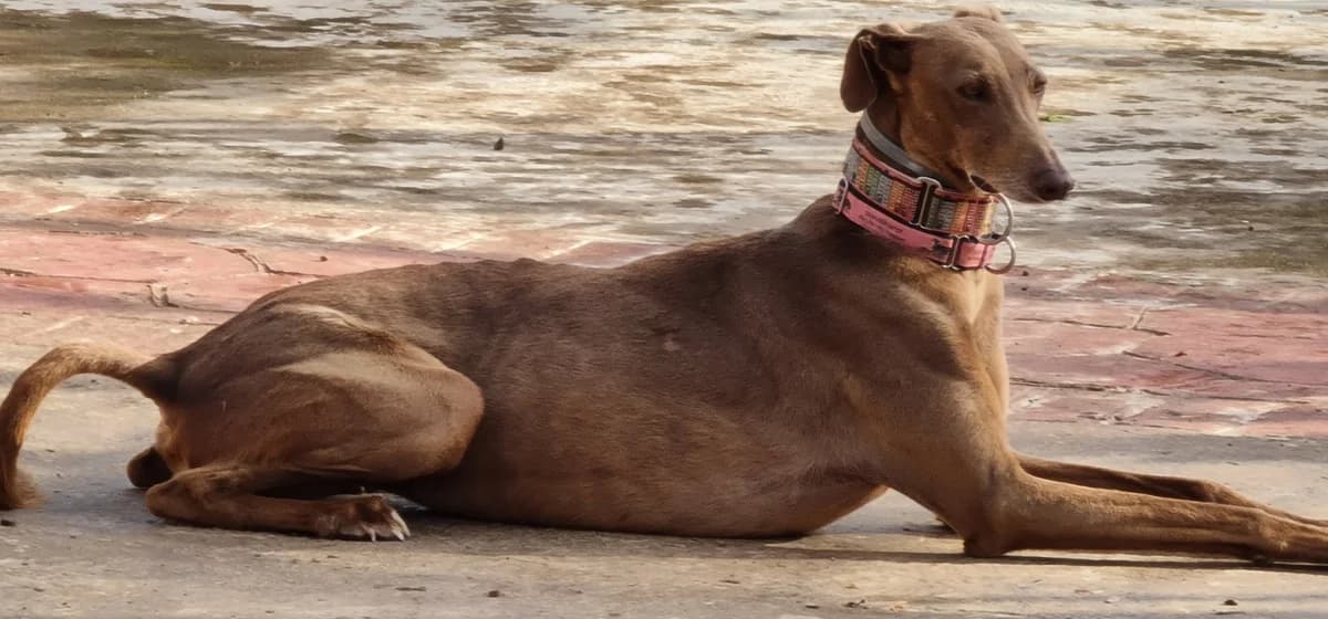 Zina (lifeline care), female Galgo Español for adoption at 112 Carlota Galgos, 112 Carlota Galgos — photo 2 of 5