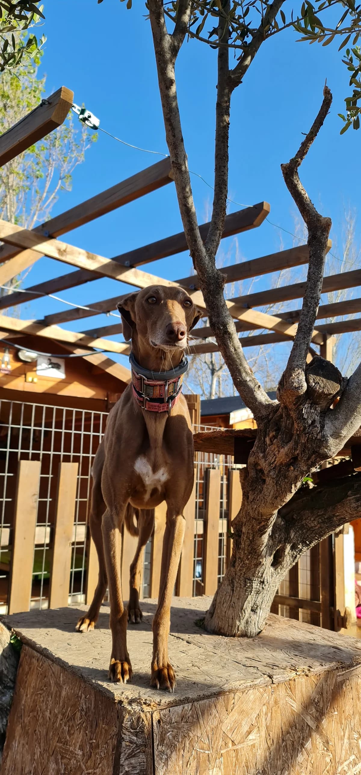 Zina (lifeline care), female Galgo Español for adoption at 112 Carlota Galgos, 112 Carlota Galgos — photo 3 of 5