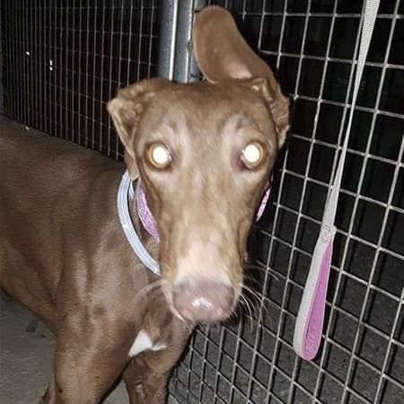 Zina (lifeline care), female Galgo Español for adoption at 112 Carlota Galgos, 112 Carlota Galgos — photo 4 of 5