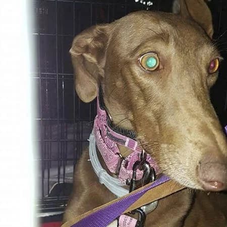 Zina (lifeline care), female Galgo Español for adoption at 112 Carlota Galgos, 112 Carlota Galgos — photo 5 of 5