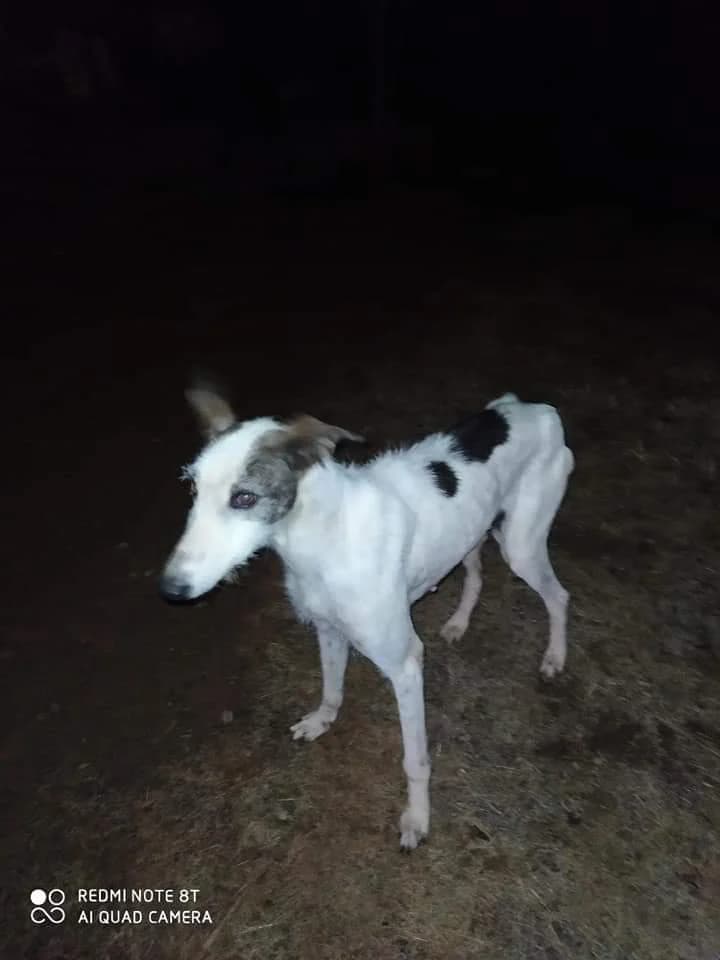 Eira, female Galgo Español for adoption at 112 Carlota Galgos, 112 Carlota Galgos