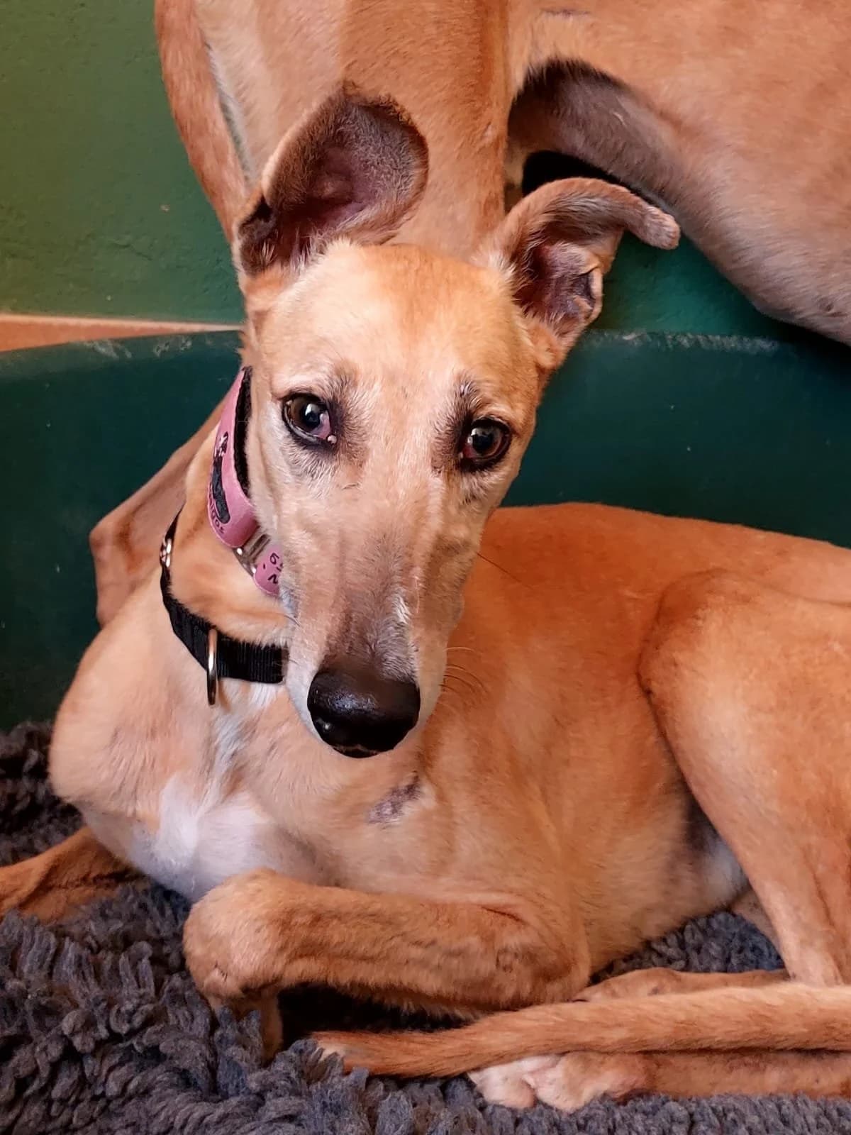 Tallulah (lifeline care),  Galgo Español for adoption at 112 Carlota Galgos, Carlota Galgos