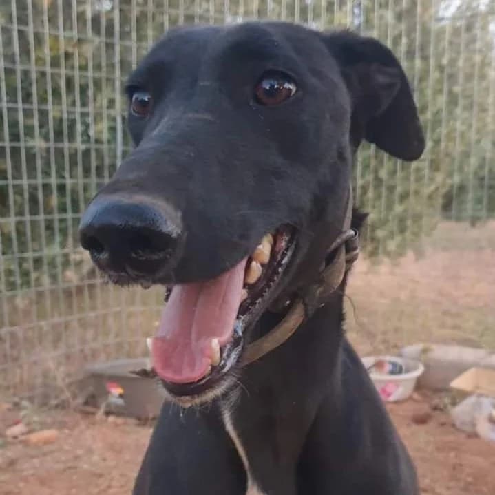 Caribou (lifeline care),  Galgo Español for adoption at 112 Carlota Galgos, 112 Carlota Galgos