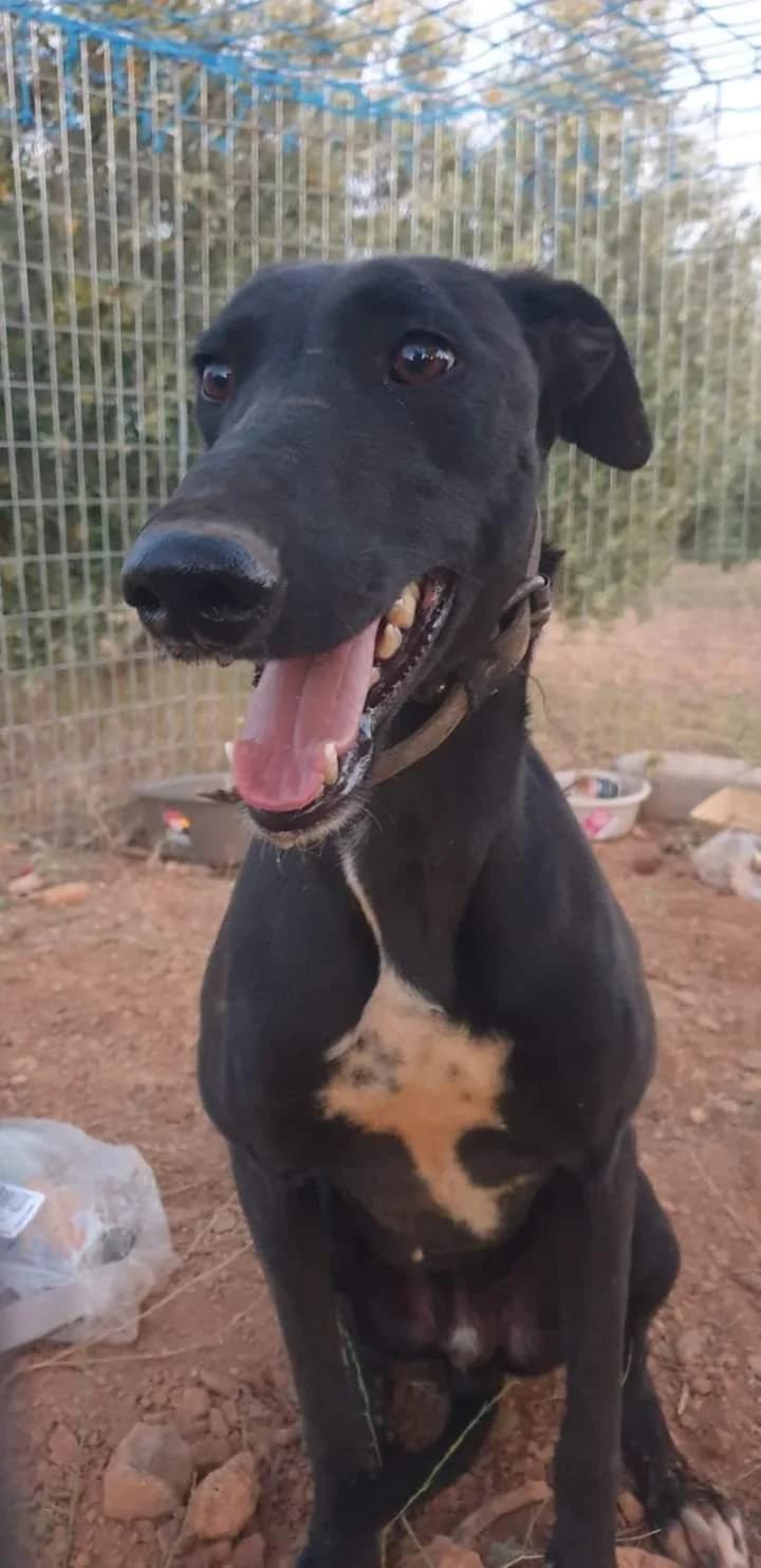 Caribou (lifeline care),  Galgo Español for adoption at 112 Carlota Galgos, 112 Carlota Galgos — photo 2 of 2