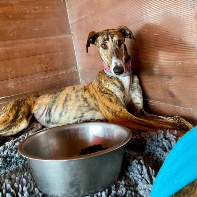 Twinkle, female Galgo Español for adoption at 112 Carlota Galgos, Carlota Galgos