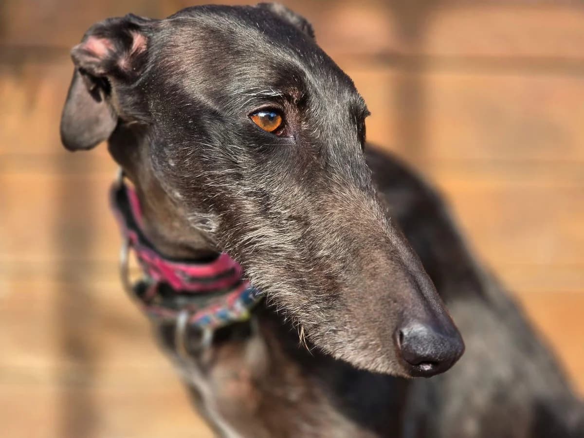 cholet, female Galgo Español for adoption at 112 Carlota Galgos, Carlota Galgos