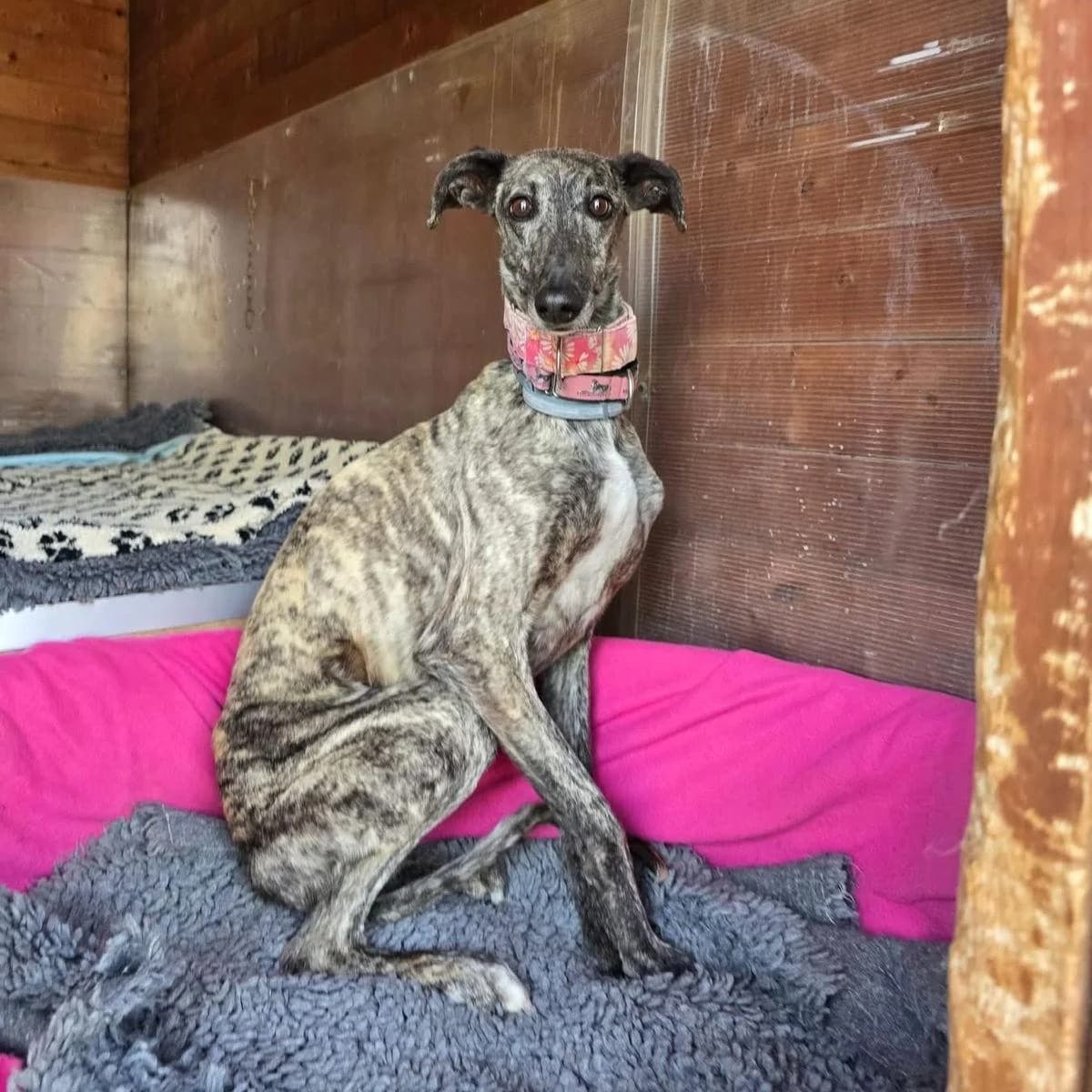 Manzana (rehabilitation), male Galgo Español for adoption at 112 Carlota Galgos, Carlota Galgos