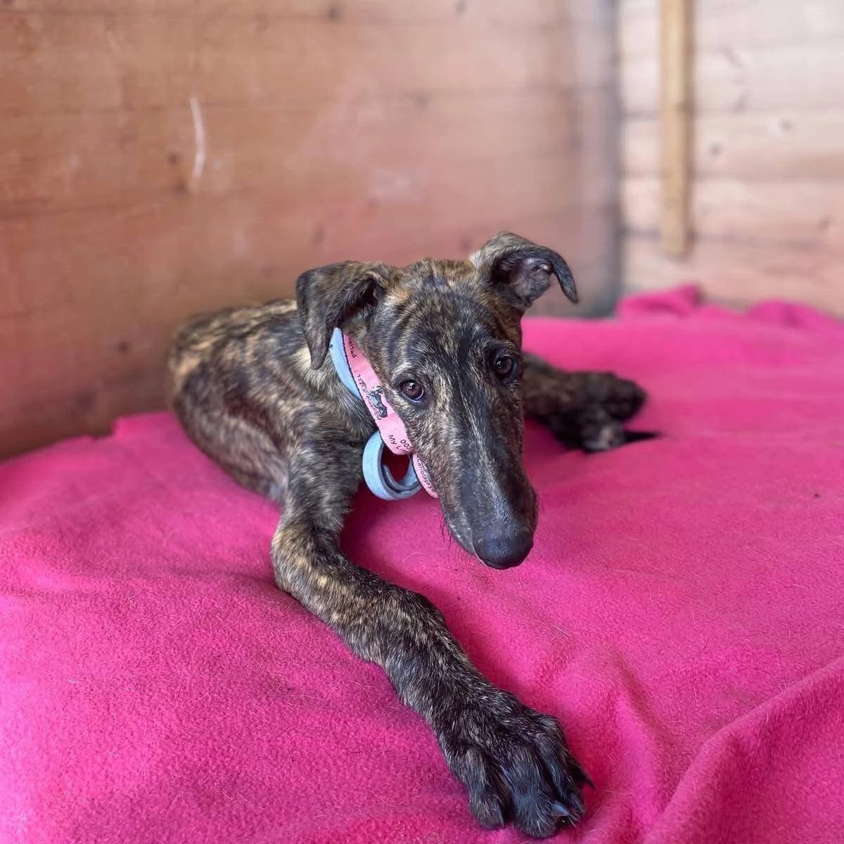 lago (Foster in Canada), male young Galgo Español for adoption at 112 Carlota Galgos, Carlota Galgos