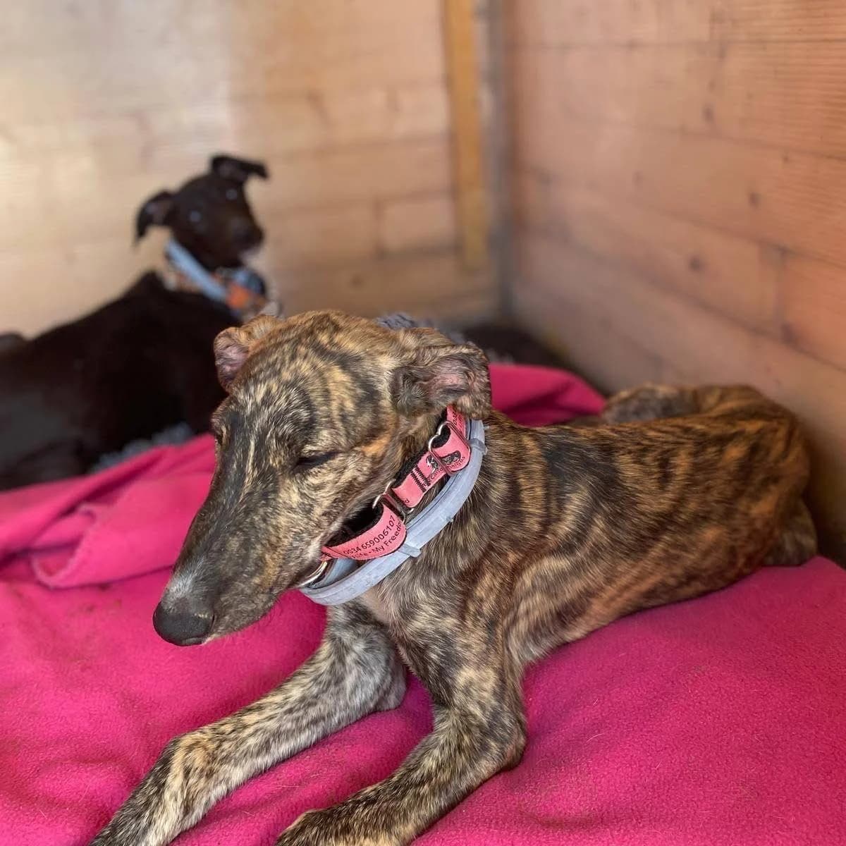 Corzo (foster in Canada), male Galgo Español for adoption at 112 Carlota Galgos, Carlota Galgos