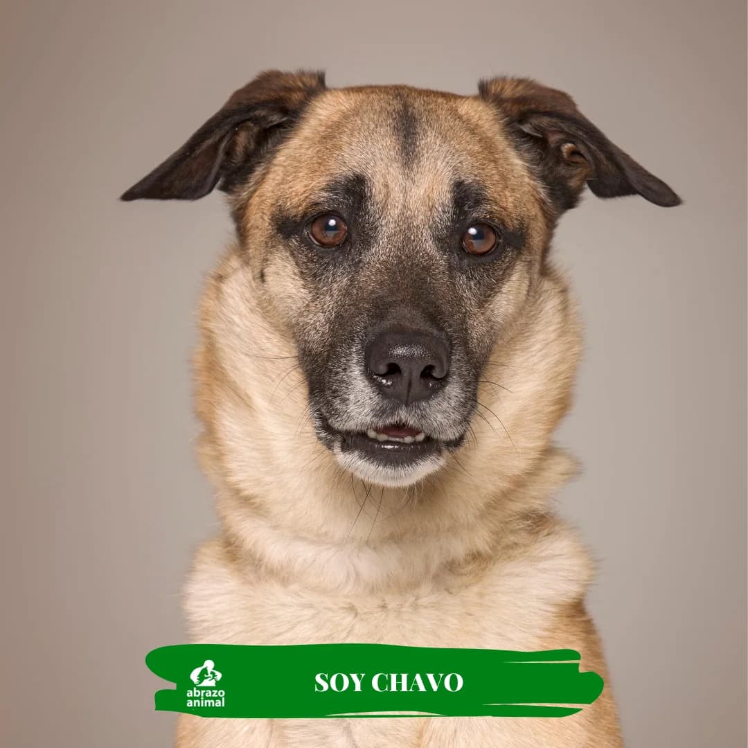 Chavo, male senior Mixed Breed for adoption at Abrazo Animal, Madrid
