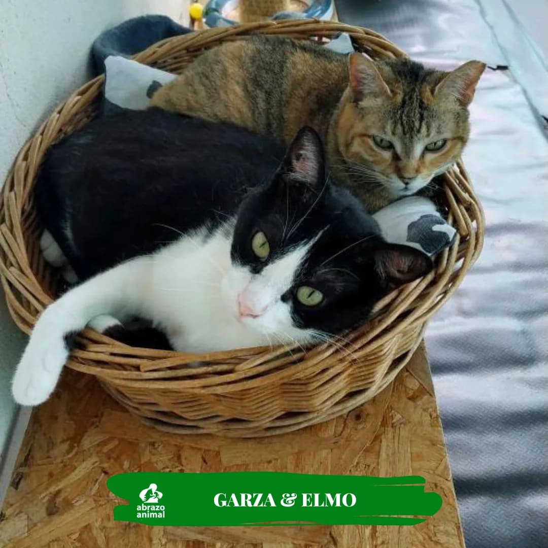 Garza & emmo, female European Shorthair for adoption at Abrazo Animal, Madrid