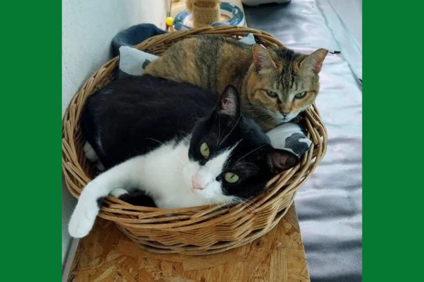 Garza & emmo, female European Shorthair for adoption at Abrazo Animal, Madrid — photo 2 of 3