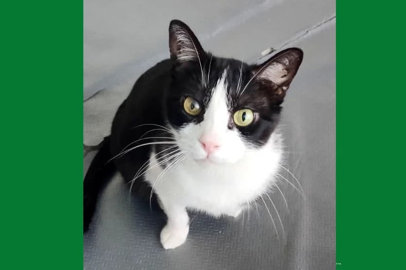 Garza & emmo, female European Shorthair for adoption at Abrazo Animal, Madrid — photo 3 of 3