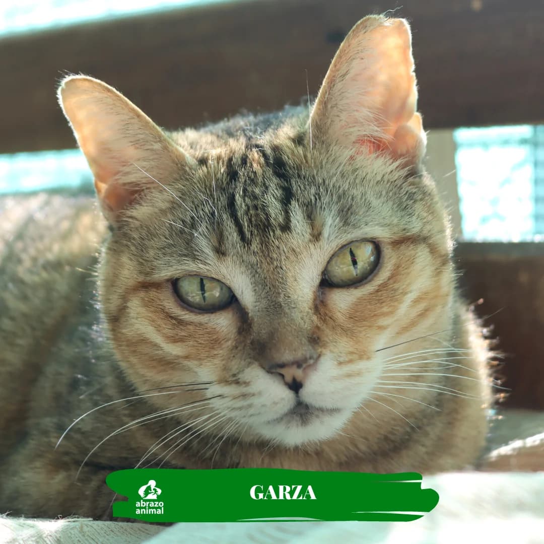 Garza, female senior European Shorthair for adoption at Abrazo Animal, Madrid