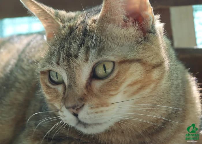 Garza, female European Shorthair for adoption at Abrazo Animal, Madrid — photo 2 of 6