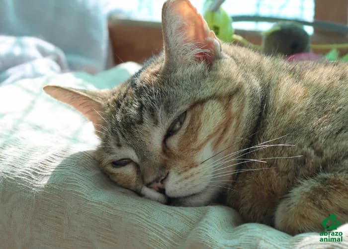 Garza, female European Shorthair for adoption at Abrazo Animal, Madrid — photo 3 of 6