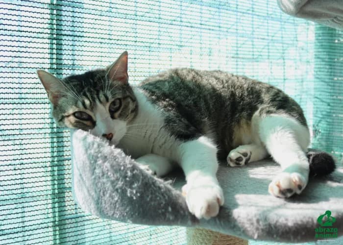 Garza, female European Shorthair for adoption at Abrazo Animal, Madrid — photo 4 of 6