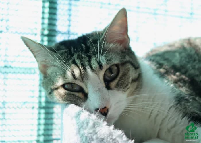 Garza, female European Shorthair for adoption at Abrazo Animal, Madrid — photo 5 of 6