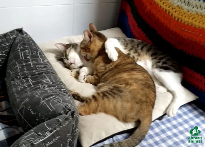 Garza, female European Shorthair for adoption at Abrazo Animal, Madrid — photo 6 of 6