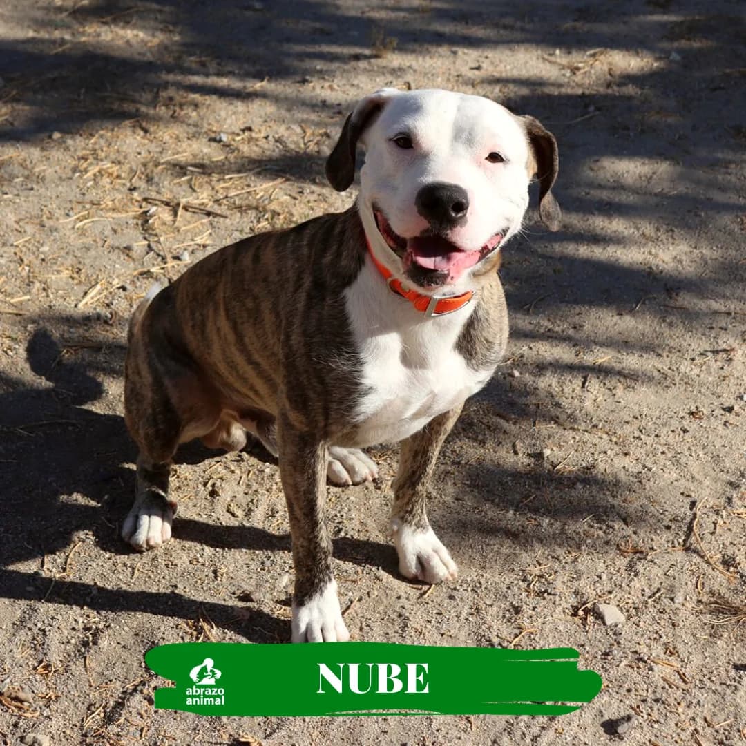 Nube, male 4yo American Staffordshire Terrier for adoption at Abrazo Animal, Madrid