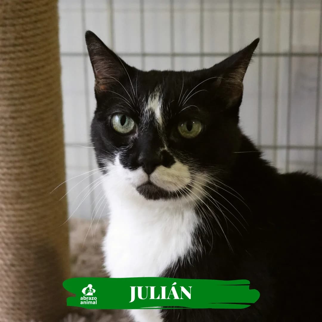 Julián, male senior European Shorthair for adoption at Abrazo Animal, Madrid