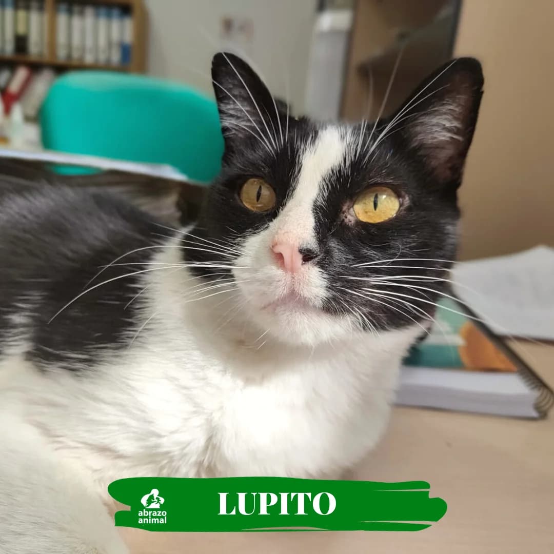 Lupito, male 6yo European Shorthair for adoption at Abrazo Animal, Madrid