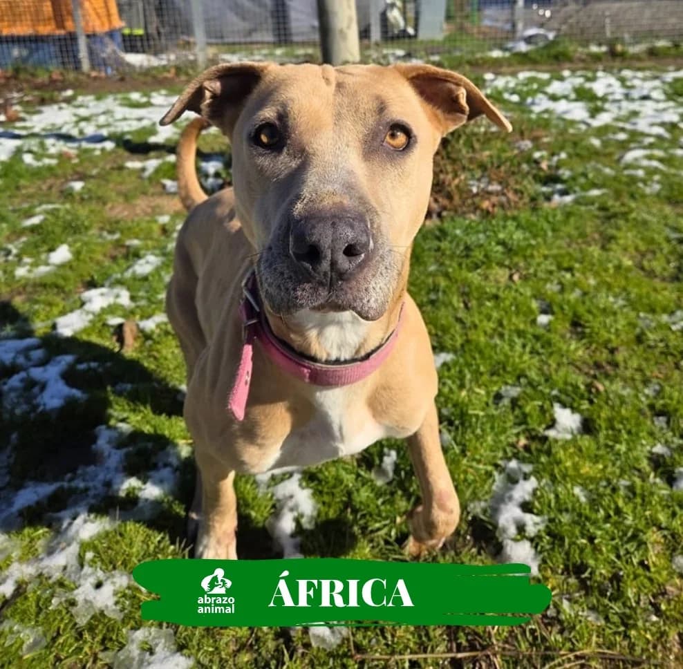 África, female young Pit Bull Terrier for adoption at Abrazo Animal, Madrid