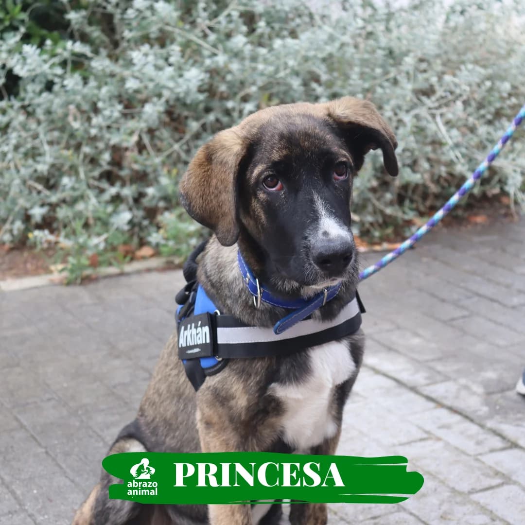 Princesa, female puppy Mixed Breed for adoption at Abrazo Animal, Madrid