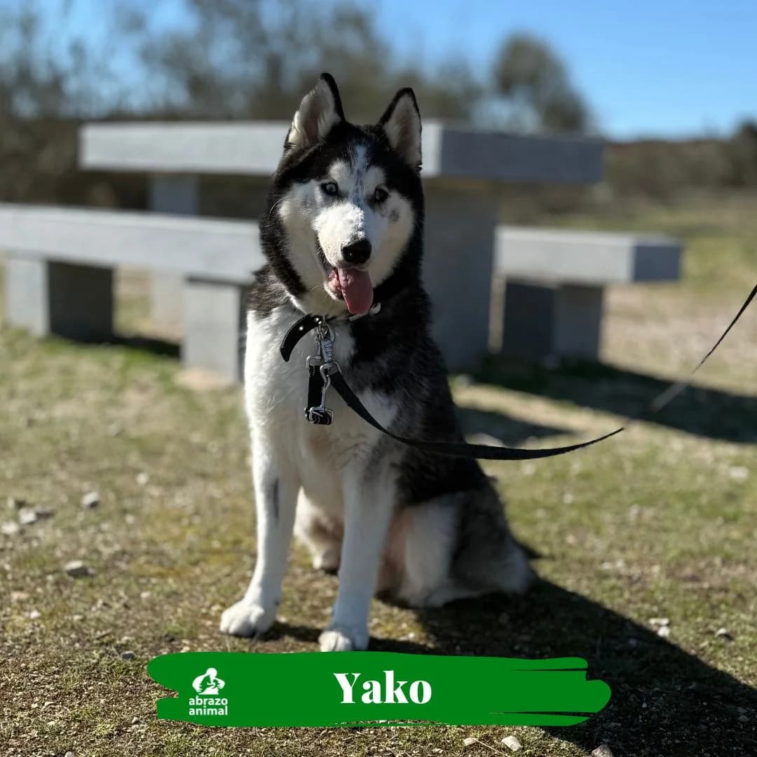 Yako, male young Husky for adoption at Abrazo Animal, Madrid